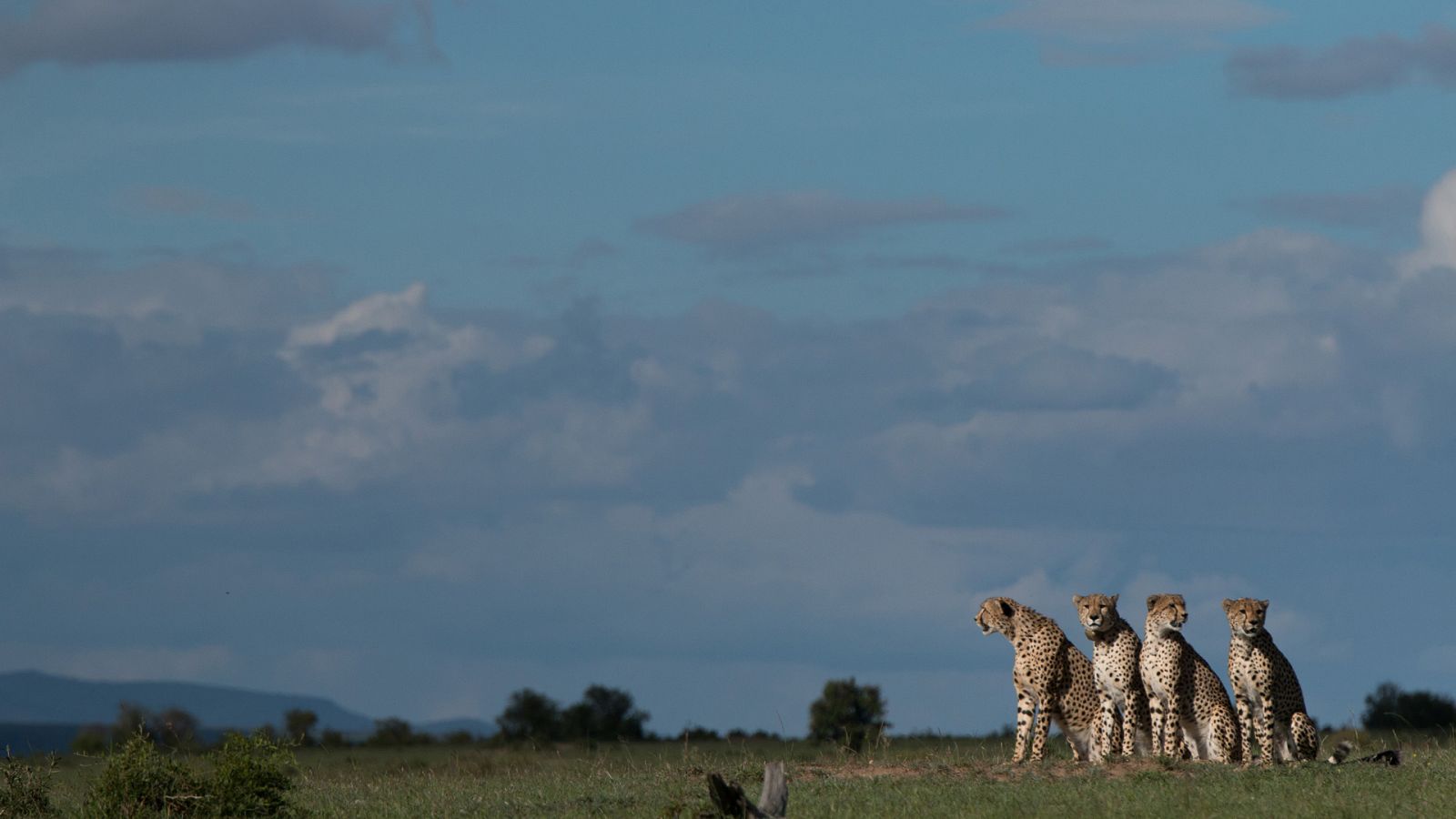 El linaje de los depredadores - Episodio 5: La Fraternidad - ver ahora