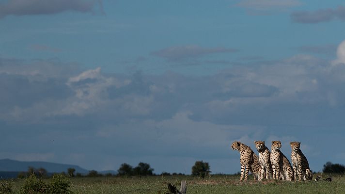 El linaje de los depredadores - La Fraternidad