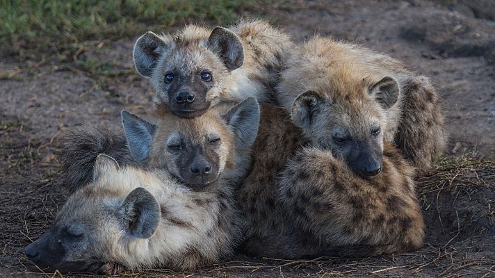 El linaje de los depredadores - El Clan