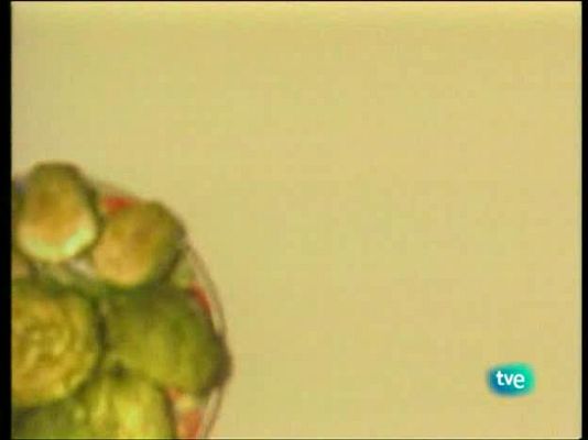 A pedir de boca - Sobrasada y ensaimada de Mallorca