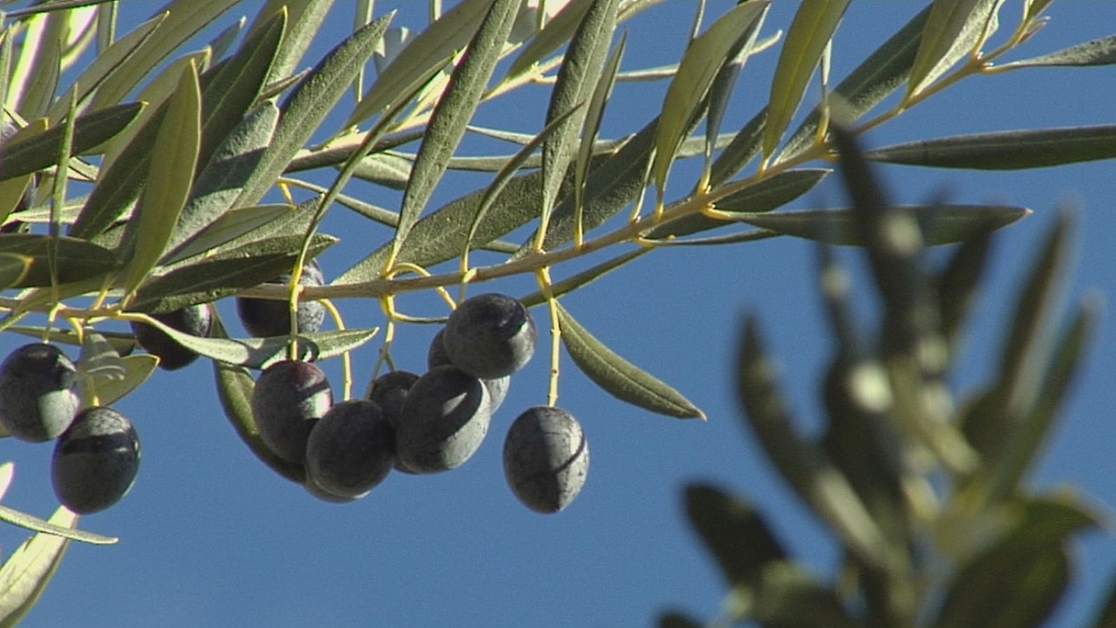 Agrosfera - 11/12/21 - ver ahora