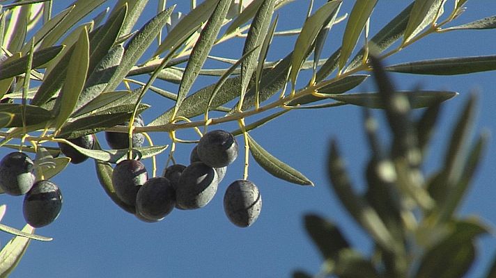 Agrosfera - Agrosfera - 11/12/21