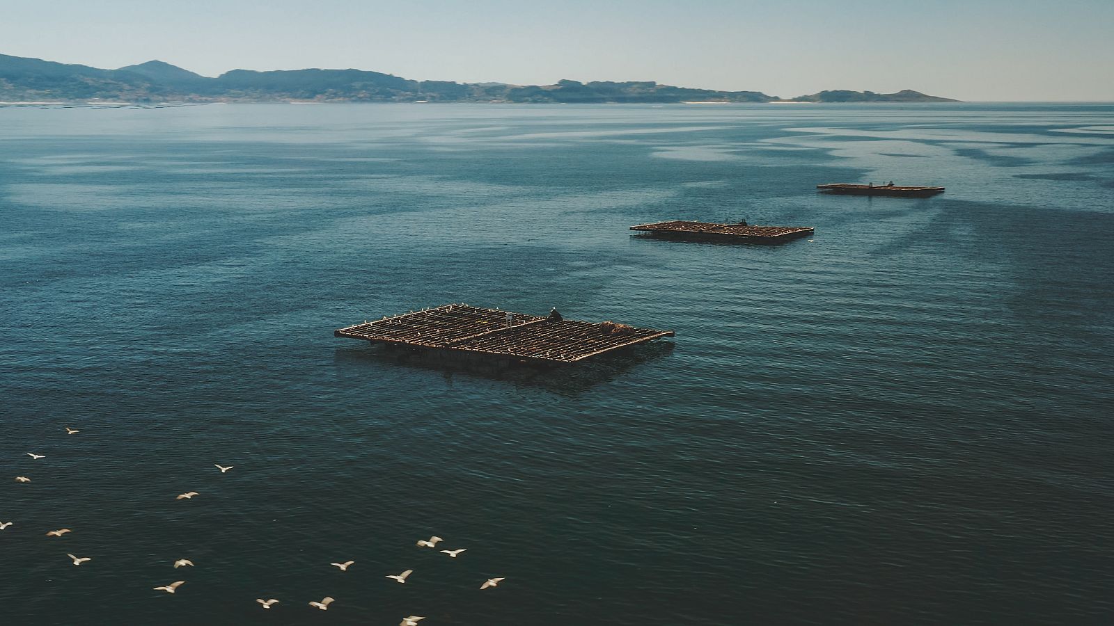 Aquí hay trabajo - Así se cultivan las ostras . ver ahora