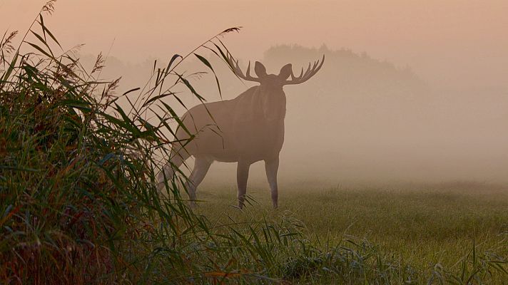 Somos Documentales - Los alces de Matsalu