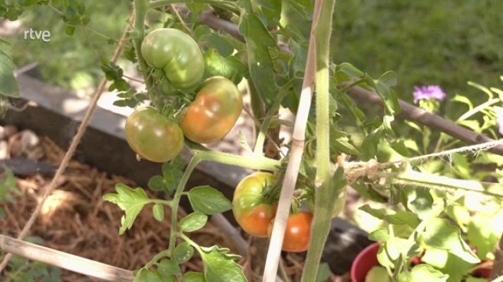 Aquí la Tierra - Cinco errores a evitar cuando cuidamos de nuestro jardín