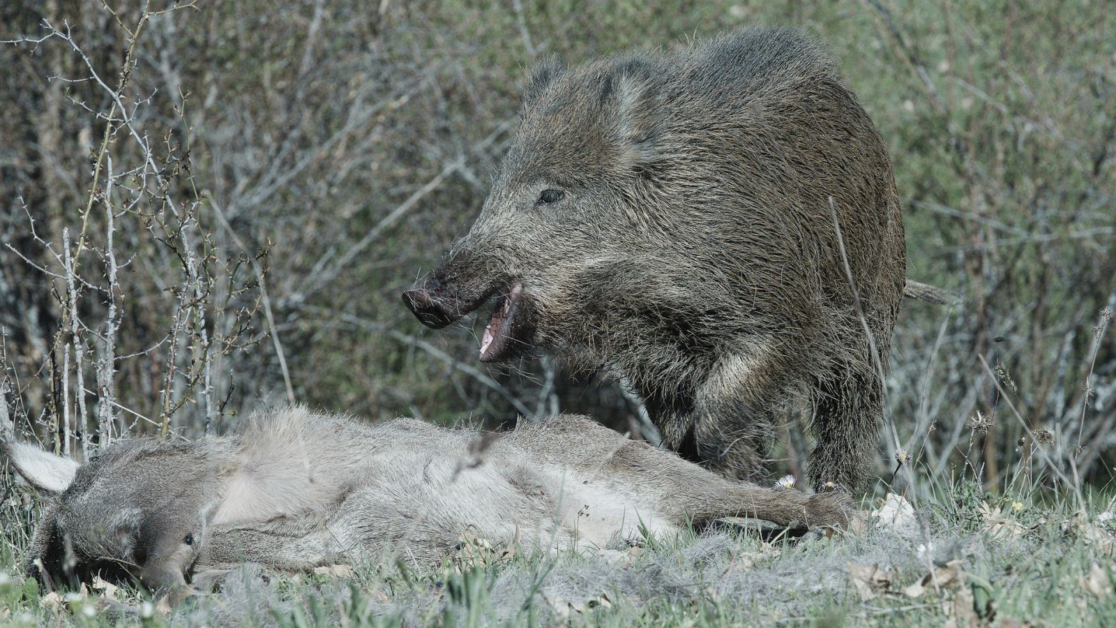 Somos documentales - Historias del bosque mediterráneo: tiempo de invierno - Ver ahora