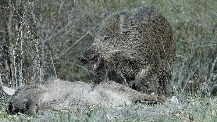Somos Documentales - Historias del bosque mediterráneo: tiempo de invierno