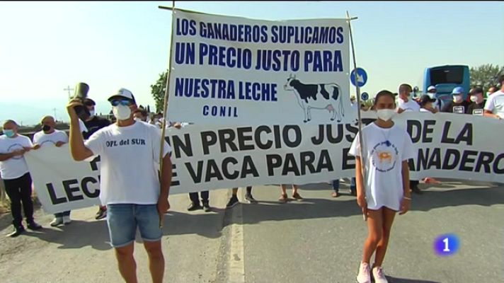Noticias Andalucía - Crisis de los ganaderos andaluces de la leche