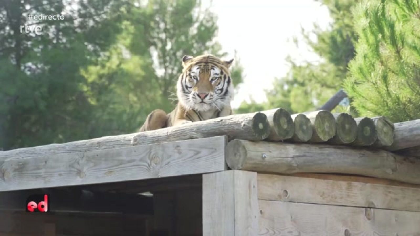 España Directo - Tigres y leones rescatados del tráfico ilegal