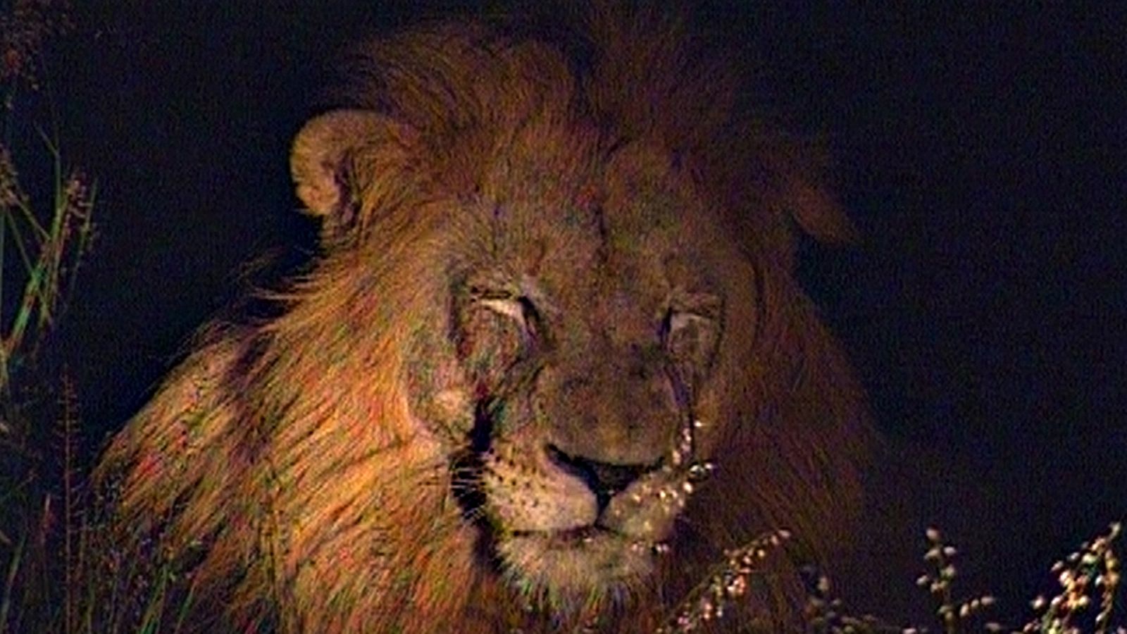 Somos documentales - Es Navidad en la sabana - ver ahora