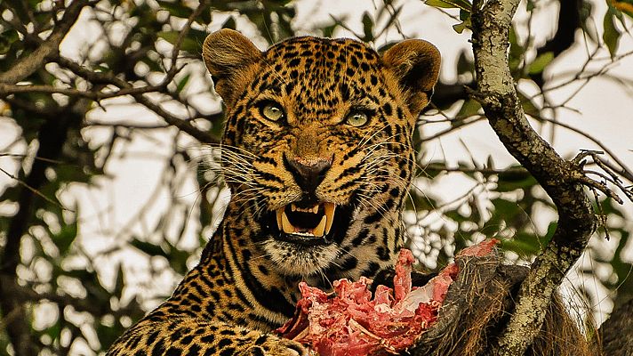 El rey de la sabana - Depredadores de la sabana