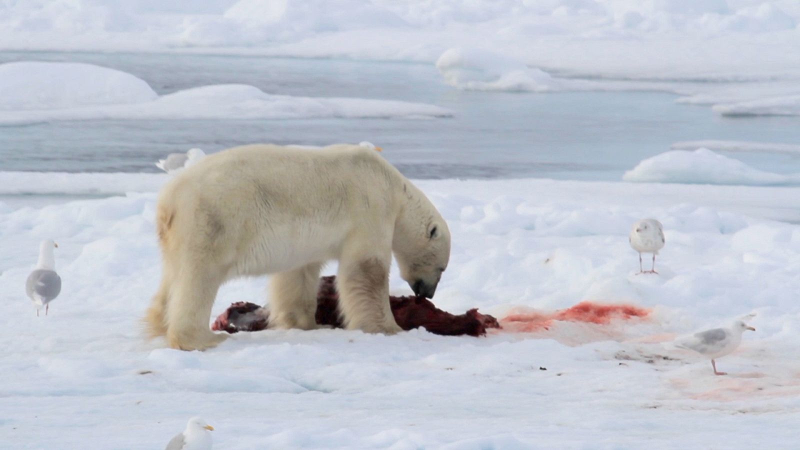 ¡Qué animal! - Vulnerables - ver ahora