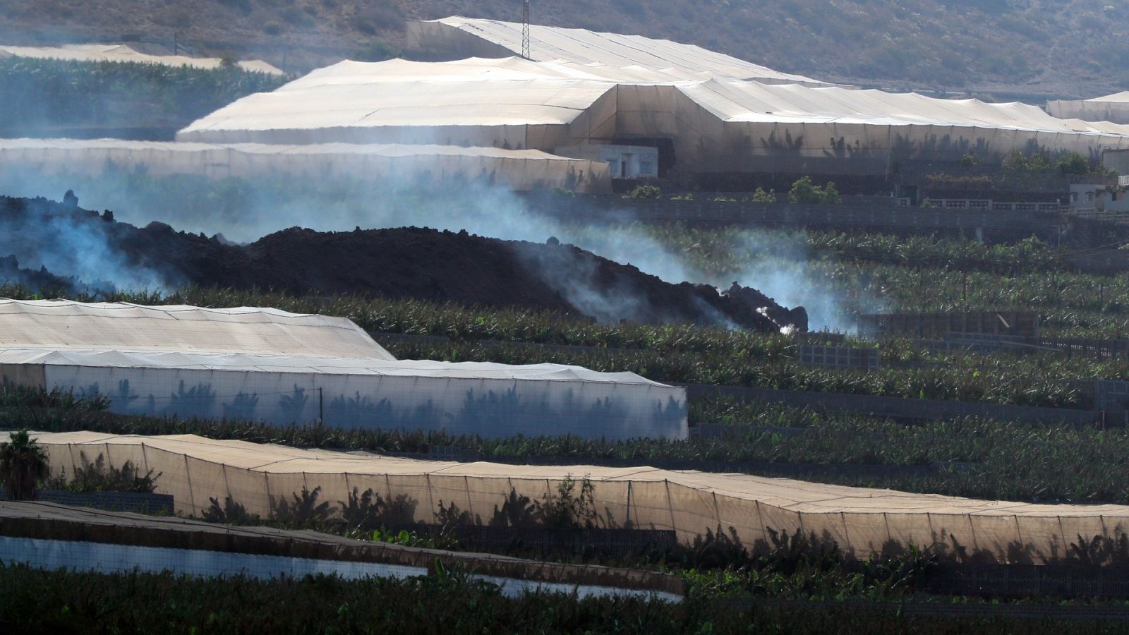Las plataneras de La Palma se ahogan en ceniza: "A igual producción un 40% más de coste"