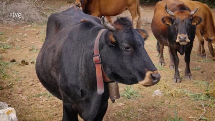 Aquí la Tierra - La vaca mallorquina, rústica y muy autóctona