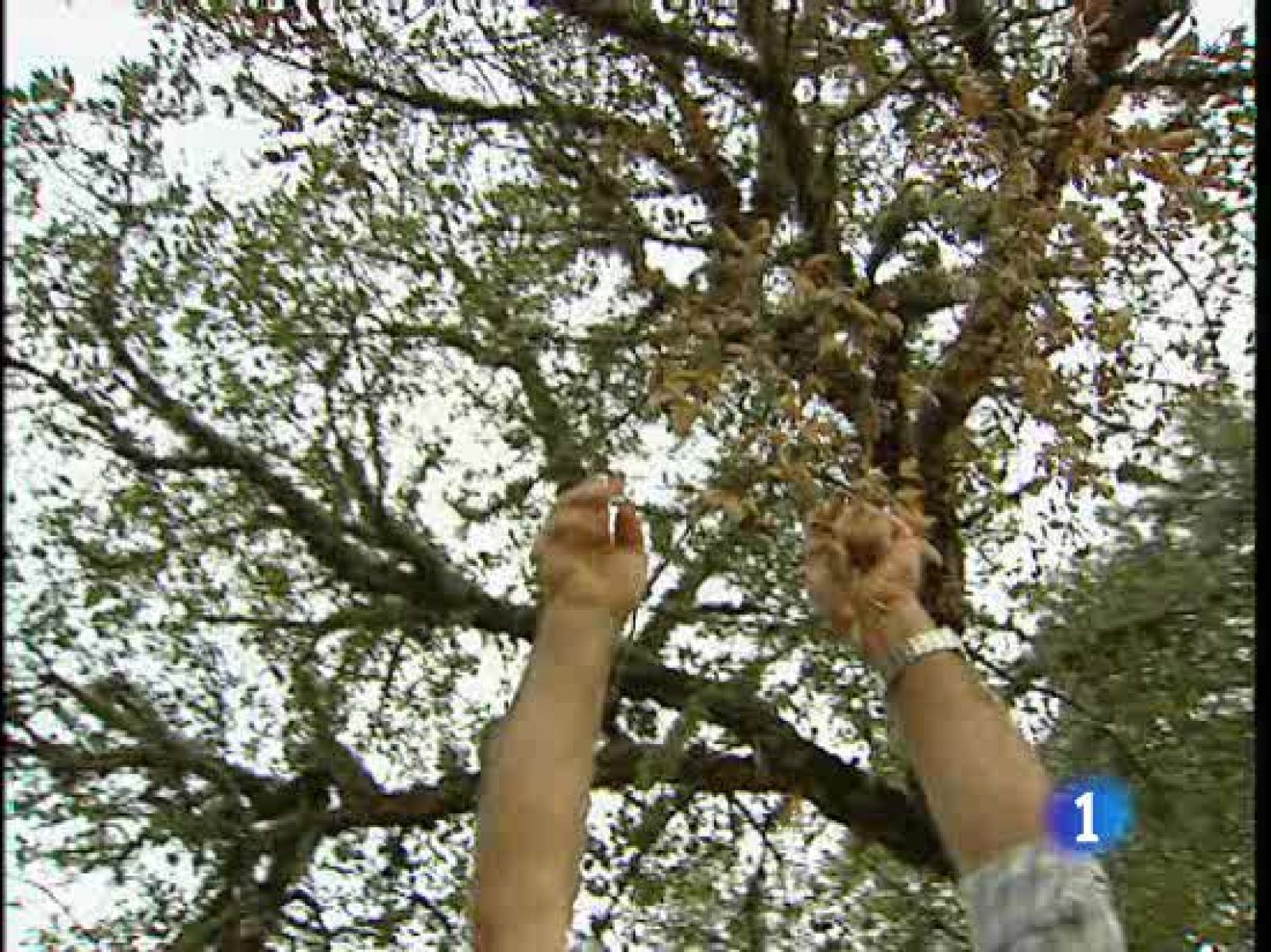 Miles de encinas y alcornoques en España están enfermos | Ver