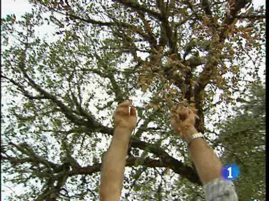  - Miles de árboles enfermos