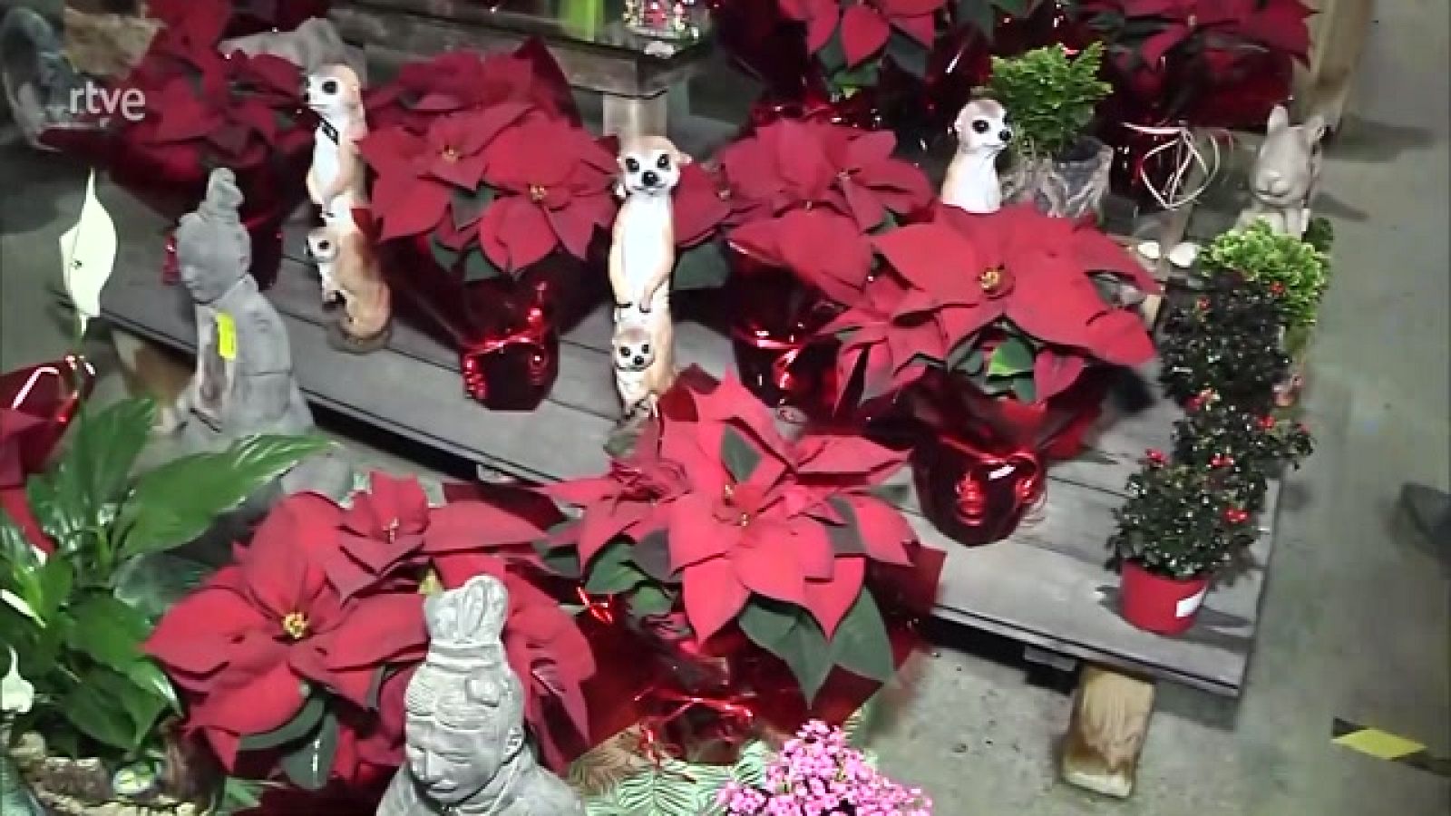 España Directo - Trucos para cuidar tus plantas de Navidad