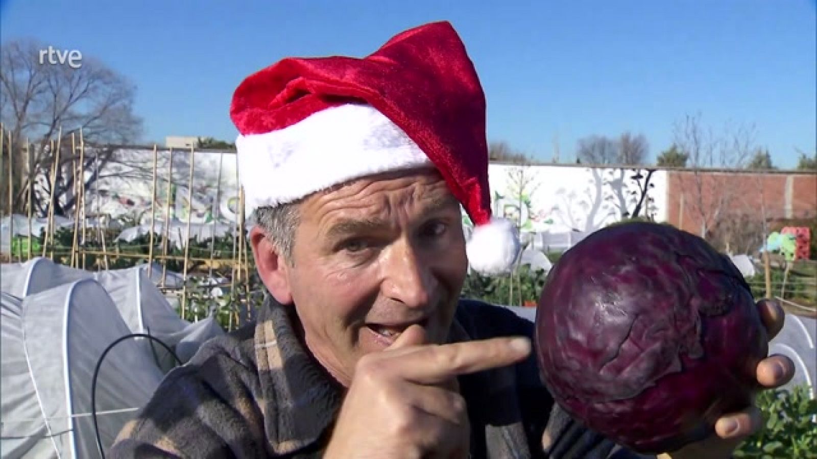 Aquí la Tierra - Curiosidades de la col lombarda