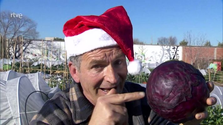 Aquí la Tierra - Curiosidades de la col lombarda