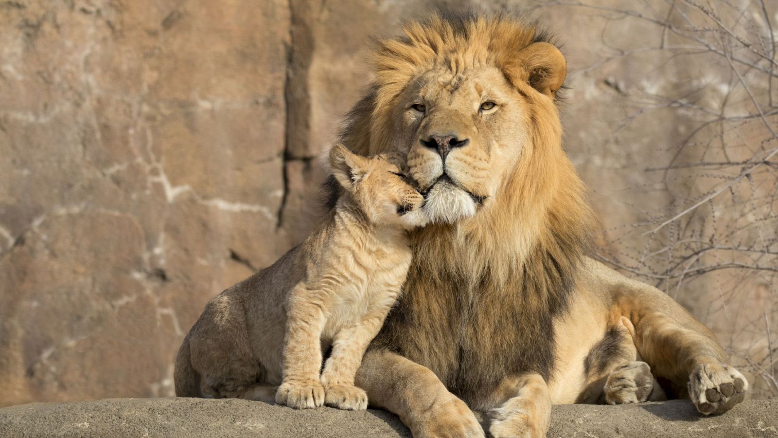 El rey de la sabana - La vida entre leones - ver ahora