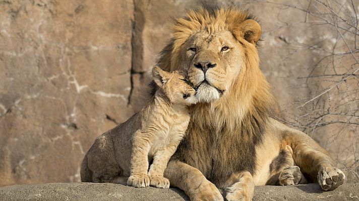 El rey de la sabana - La vida entre leones
