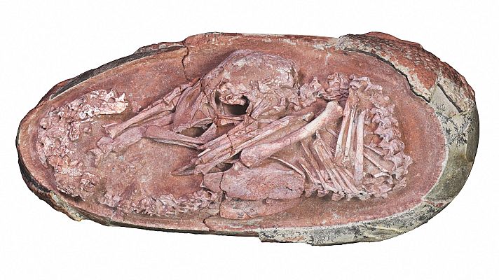 Telediario 1 - China presenta un embrión fósil de dinosaurio con características exclusivas de las aves