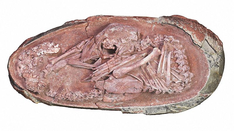 China presenta un embrión fósil de dinosaurio con características exclusivas de las aves