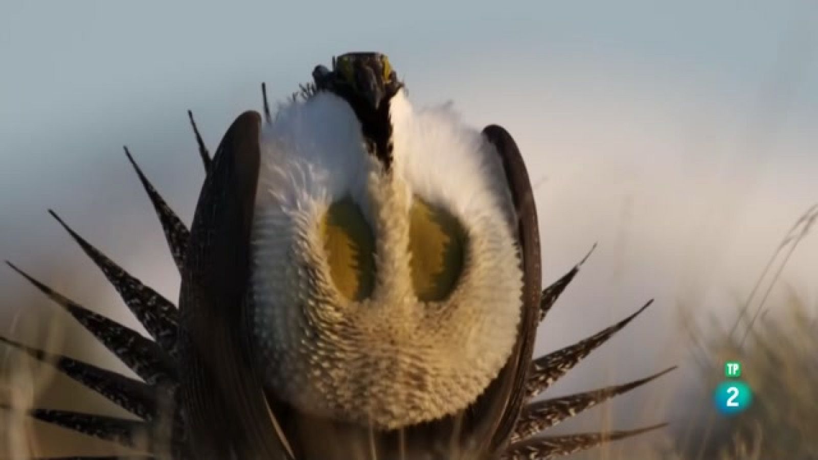 Grans Documentals - El planeta de les aus - Veure ara
