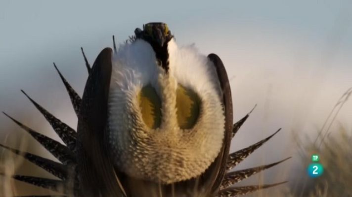 Som Documentals - El planeta de les aus