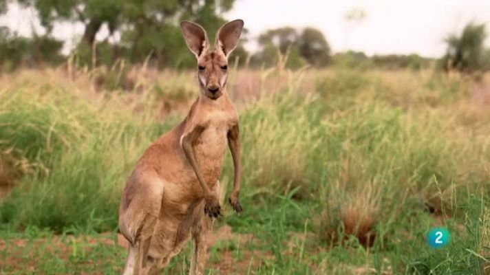 Som Documentals - Animals al natural. Cangurs