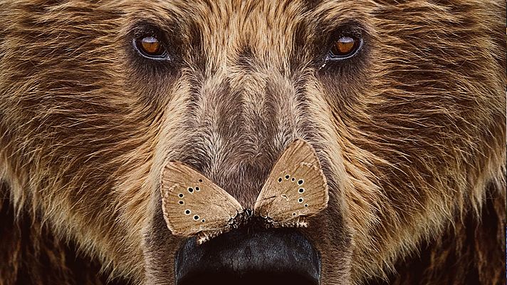 Somos Documentales - Cantábrico: Los dominios del oso pardo