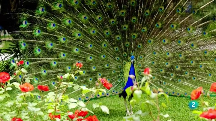 Som Documentals - Animals al natural. Aus