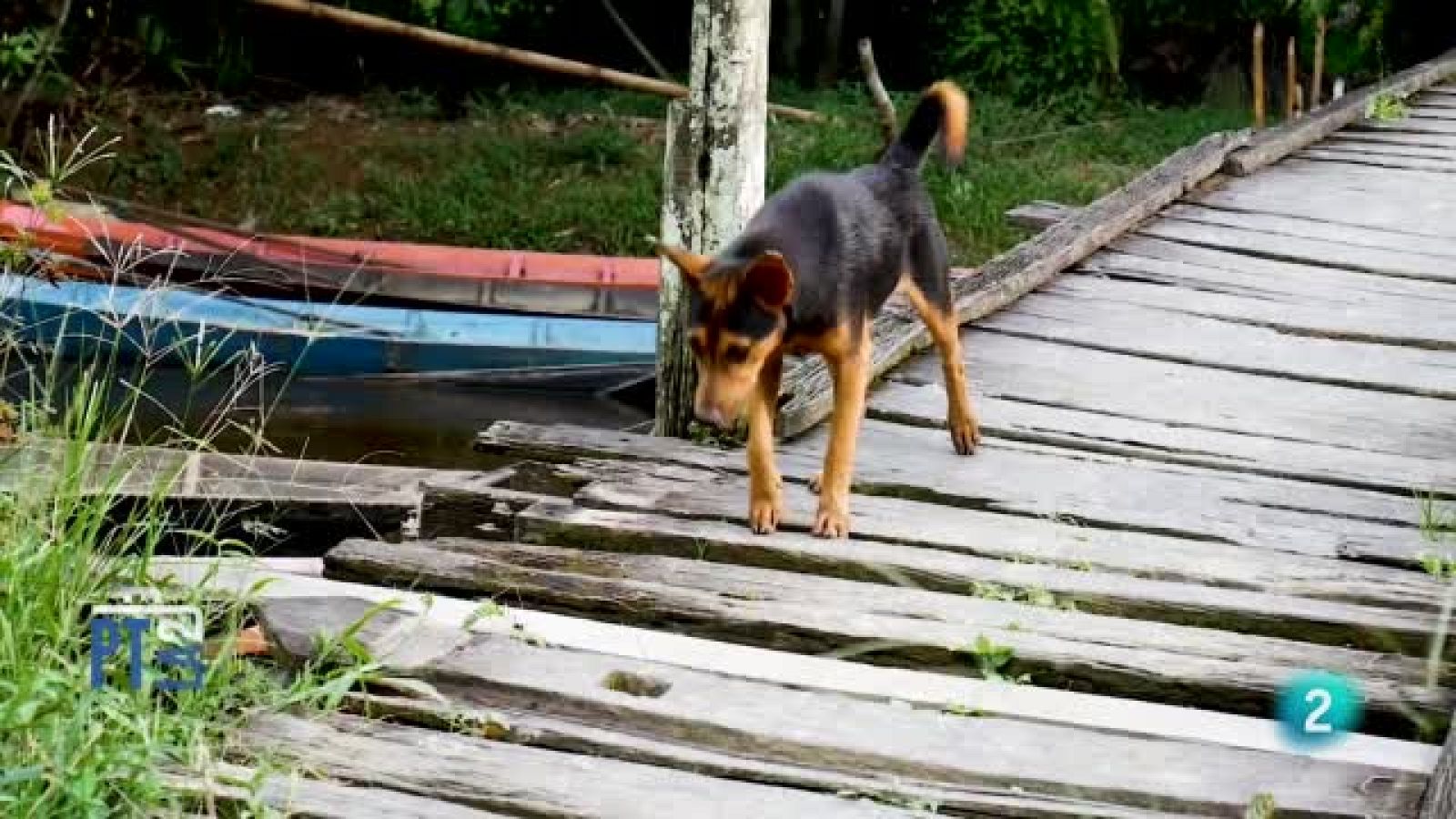 Los animales ya son por ley seres dotados de sensibilidad