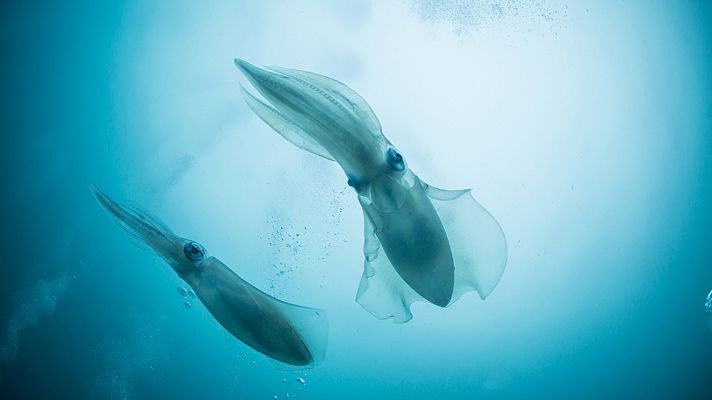 Mito animal - Calamar