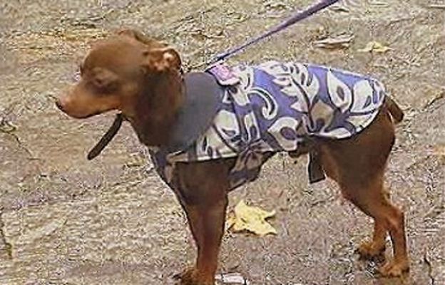 España Directo - Chubasqueros para perros