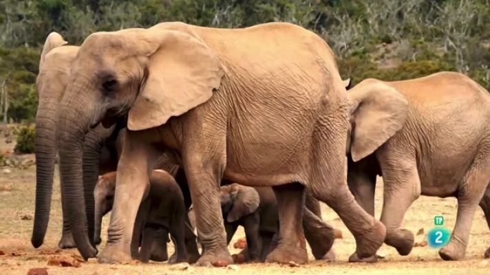 Som Documentals - Animals al natural. Elefants