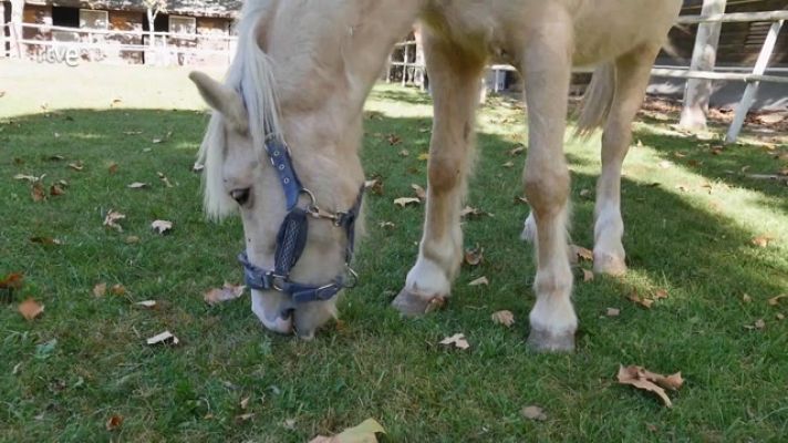 Aquí la Tierra - Todos los secretos sobre los ponis