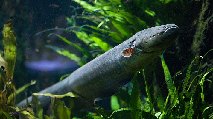 Mito animal - Anguilas