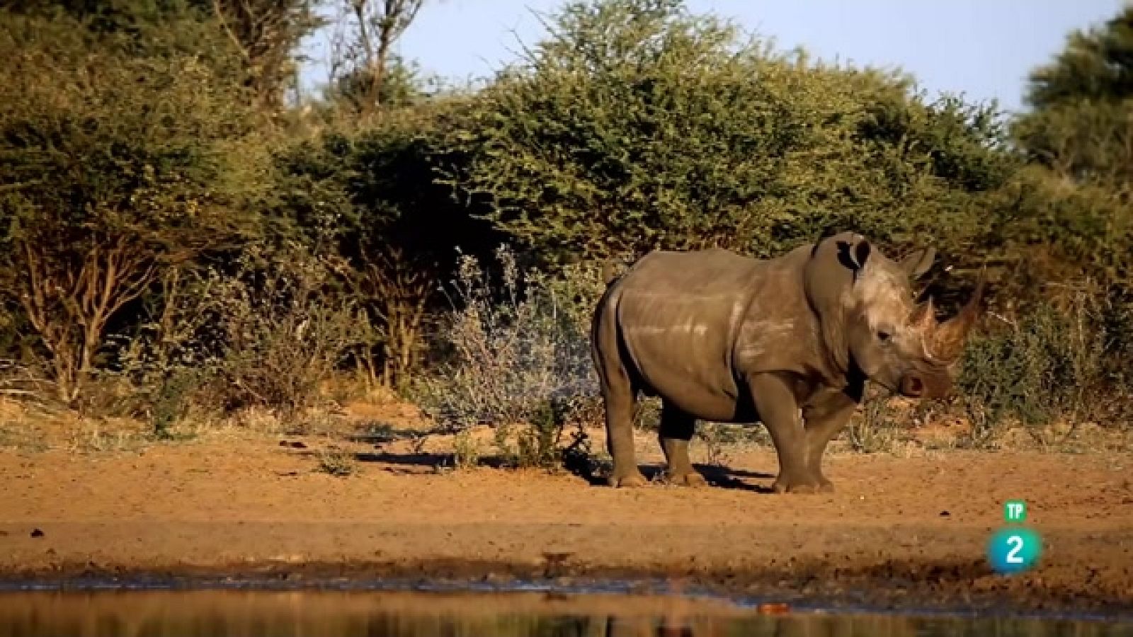 Grans Documentals - Animals al natural. Hipopòtams i rinoceronts - Veure ara