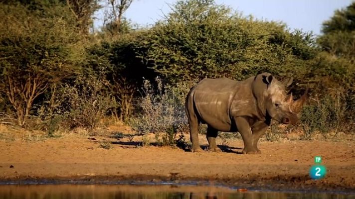 Som Documentals - Animals al natural. Hipopòtams i rinoceronts