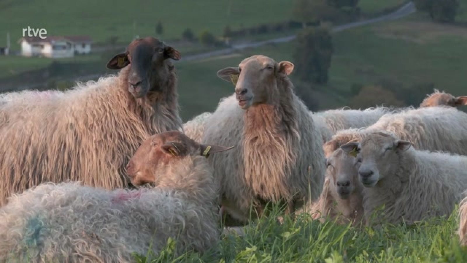 Aquí la Tierra - Conoce la oveja carranzana
