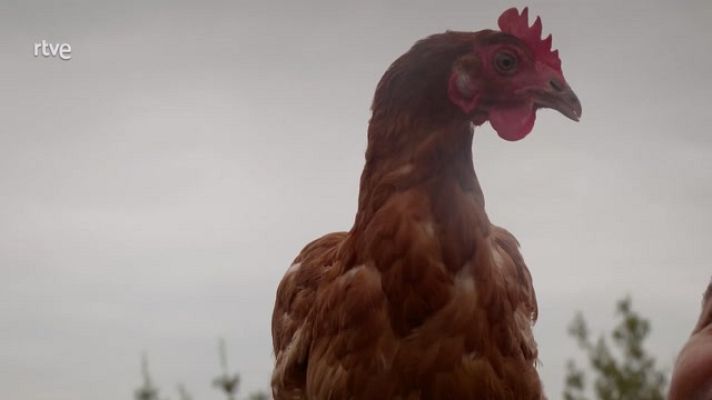 Aquí la Tierra - Cómo viven las gallinas que ponen huevos ecológicos