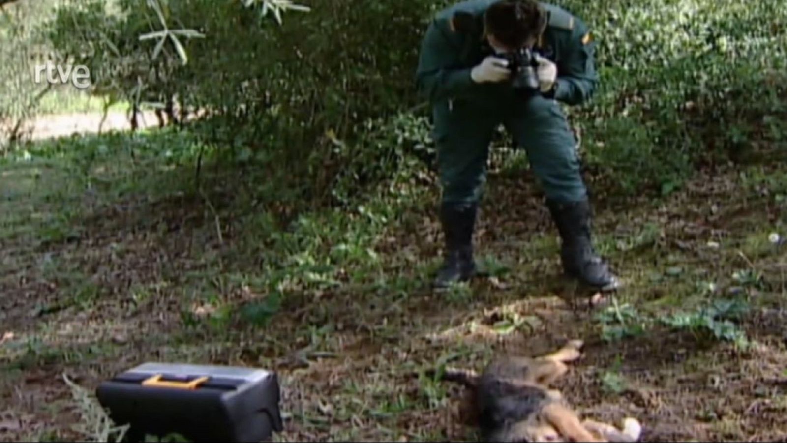 El escarabajo verde. Rastreando el veneno