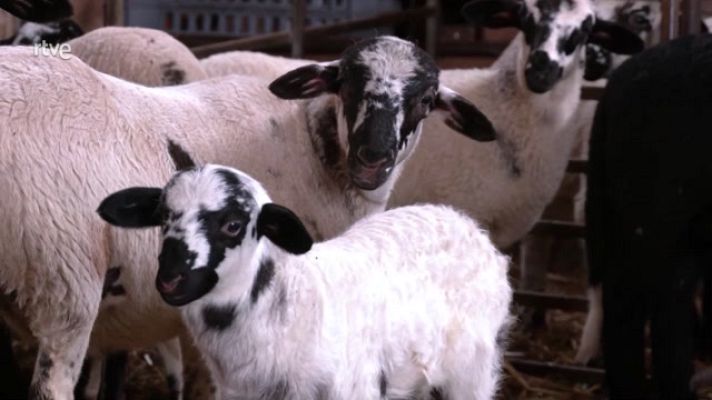 Aquí la Tierra - Cabras y ovejas que limpian bosques