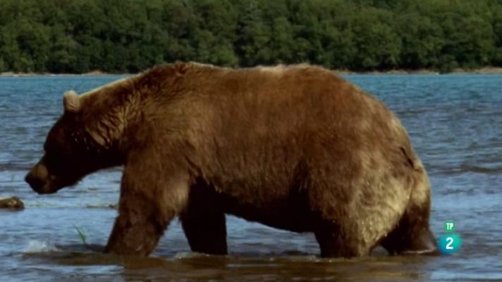 Som Documentals - Animals al natural. Ossos