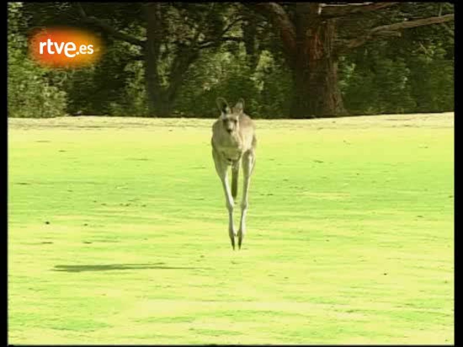 Invasión de canguros en el 'green' | Ver