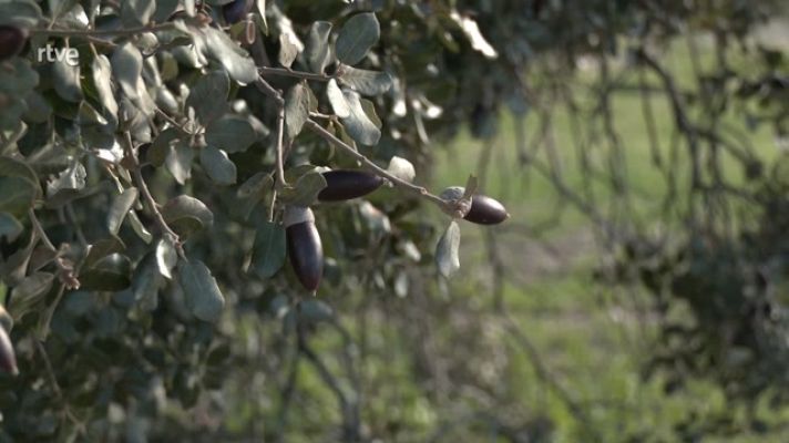 Aquí la Tierra - Propiedades curativas de la encina