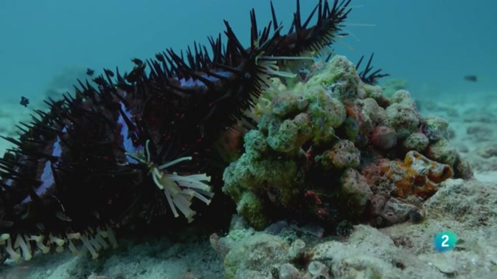 Grans Documentals - La mar d'Aràbia. Els carnívors de l'escull de coral - Veure ara