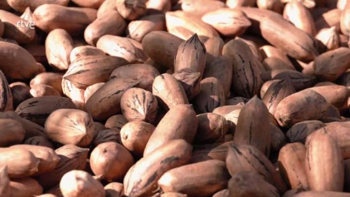 Aquí la Tierra - Recolecta y beneficios de la nuez pecana