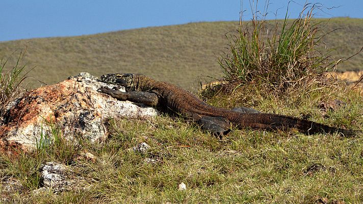 Somos Documentales - El dragón de Komodo: una historia de amor